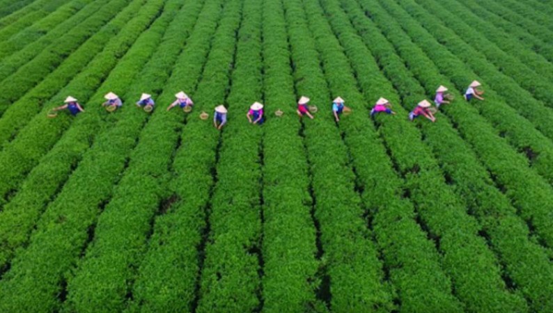 China's efforts to increase food security are aided by a new list of 276 state