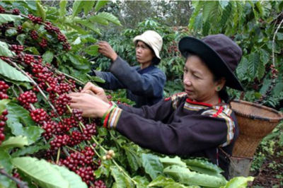 Vietnam's impending coffee shortage could drive up prices globally