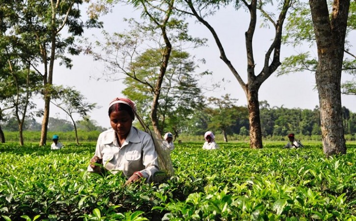 श्रीलंका 2021 में चाय निर्यात से  1.3 बिलियन अमरीकी डालर कमाएगा