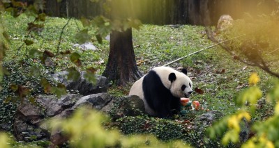 China Resumes 'Panda Diplomacy' with US and Europe: How Does it Work?