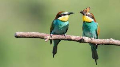 राष्ट्रीय पक्षी दिवस 2024: पक्षी हमें ऊंची उड़ान भरना सिखाते हैं, पक्षियों से ये सबक लेकर खुद को करते हैं प्रेरित