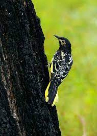 ऑस्ट्रेलिया की प्रतिष्ठित पक्षी प्रजाति  विलुप्त होने की कगार पर : रिपोर्ट