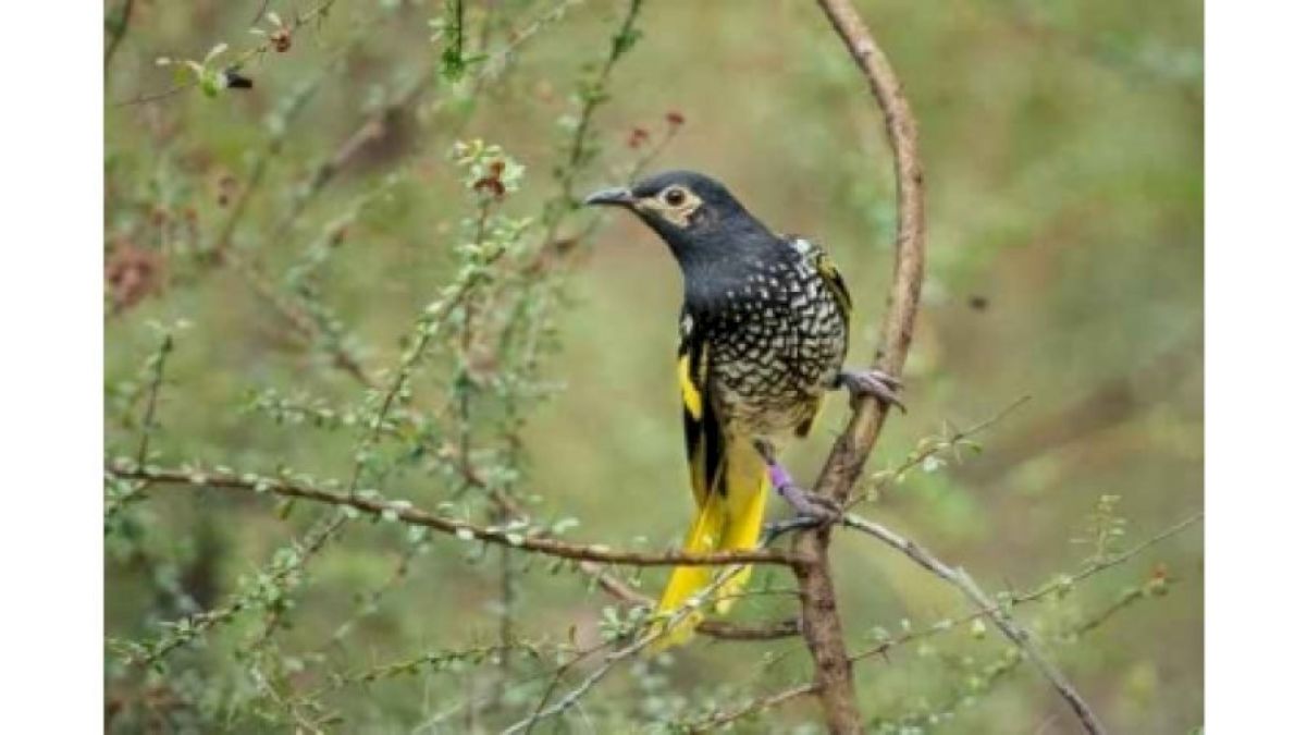 ऑस्ट्रेलिया की प्रतिष्ठित पक्षी प्रजाति  विलुप्त होने की कगार पर : रिपोर्ट
