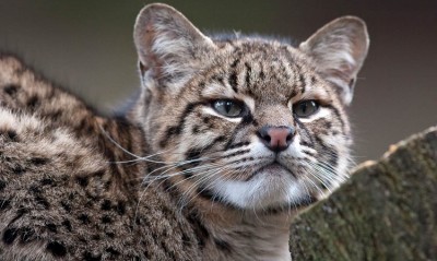 World Geoffroy's Cat Day: Celebrating Conservation Efforts for a Small Feline Species