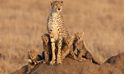 SA confirms signing of MoU to translocate over 100 more cheetahs to India