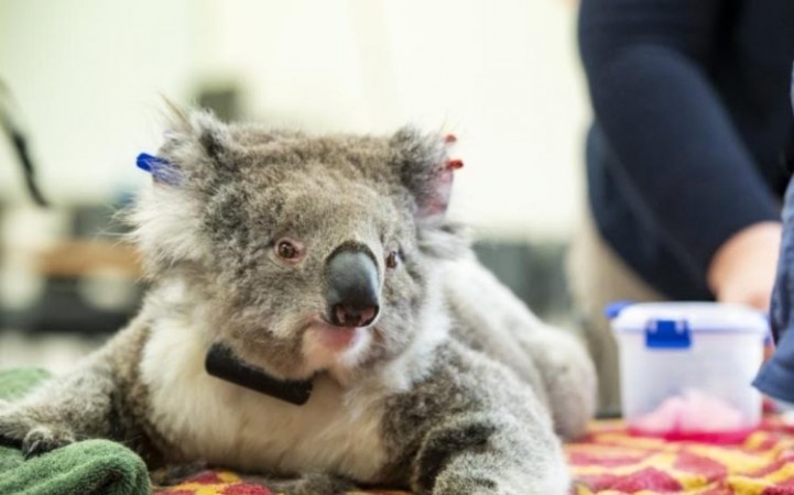 ऑस्ट्रेलियाई सरकार द्वारा कोआला संरक्षण के लिए धन में तीन गुना बढ़ोतरी