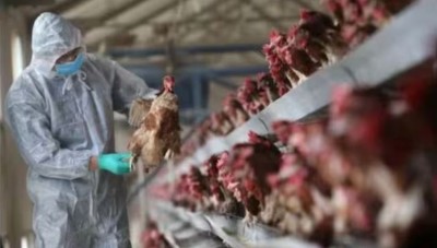 How China Reports Death of Woman from Combined Bird Flu Strains