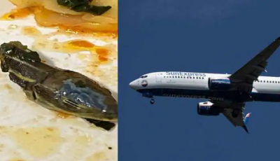 cabin crew member finding snake head in meal on Sun Express flight