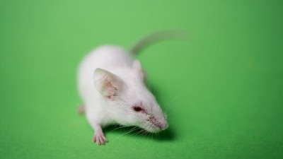 Scientists identifies  novel coronavirus that is widely seen in rats