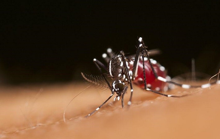 After 70-year effort, the WHO certified that China is malaria-free,