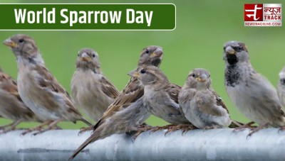 World Sparrow Day 2023: Know History, Significance and more