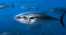 Discover the Essence of World Tuna Day: Why We Celebrate and What It Means