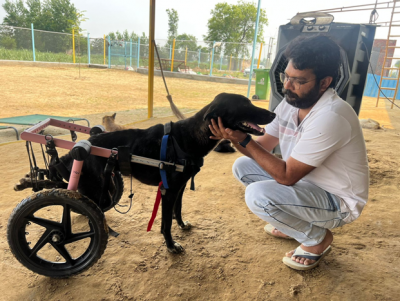 VOSAH (Voice of Stray Animals- Hapur), a Noble Cause for the Loyal but Frail Breed