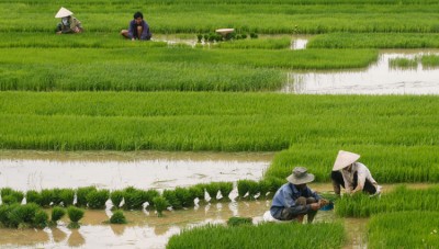 Farmers worry as heat and drought threaten rice harvest in China and India