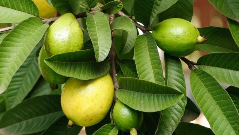 4 Steps to make guava leaves solution for hair growth | NewsTrack English 1