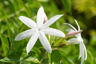 Jasmine Flowers have some beauty secrets