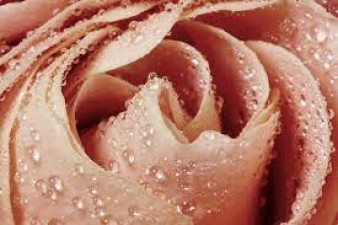Make natural rose water at home like this, your skin will get tremendous benefits