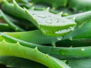 The condition of skin and hair starts deteriorating in winters, aloe vera juice is a panacea