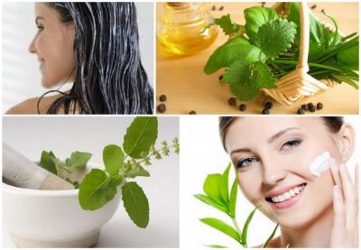 REMOVE ALL THE PROBLEMS RELATED TO BEAUTY  WITH BASIL LEAVES