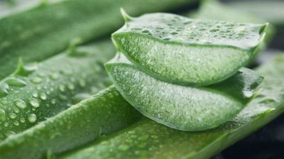 Hair Loss: Use Home Remedies of Aloe vera To Prevent Hair Thinning