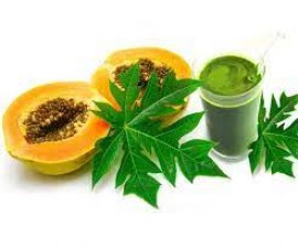 Are Giloy-Papaya leaves really beneficial in dengue? Know what the doctors say