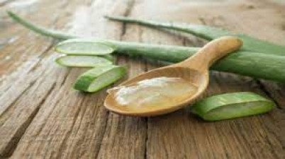 To overcome many problems of the body, consume aloe vera in this way