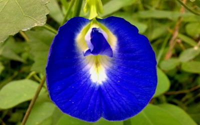 7 vastu benefits of the aparajita flower for good energy and wealth