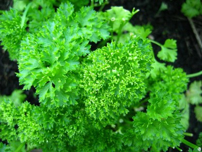 Exploring the Differences Between Celery, Cilantro, and Parsley