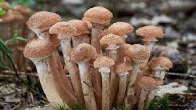 Who should not eat mushrooms?