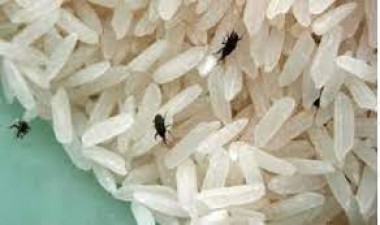 चावल और दालों के स्टोर होने पर कीड़े और फफूंदी विकसित होती है, इसलिए उन्हें कई महीनों तक रखें ताजा