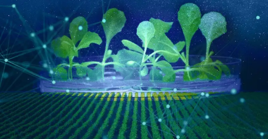 Growing Food in the Dark is Possible: Study