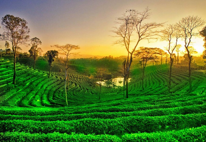 The only city in India which is called the city of tea