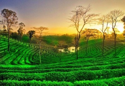 The only city in India which is called the city of tea