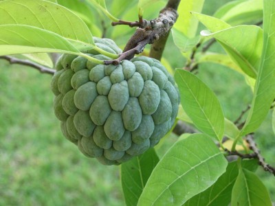 Expert Insights Reveal the Health Benefits of Cherimoya