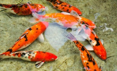 The Hidden Danger of a Beloved Thai Dish: Koi Pla and Its Link to Cancer
