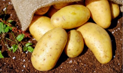 The Mighty Potato: A Powerhouse of Health Benefits