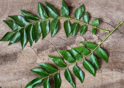 Are You Consuming Curry Leaves Daily? Explore the Potential Drawbacks