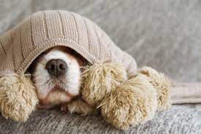 Your pet dog will not fall sick in cold, take care in 7 ways, it will remain healthy