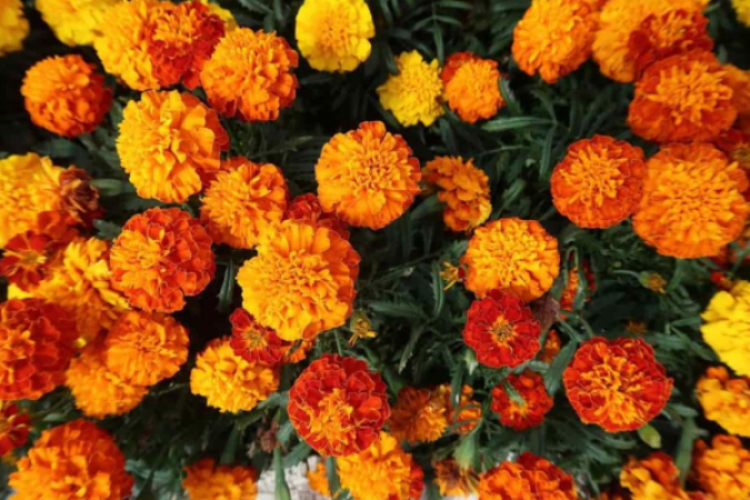 Marigold flowers will solve many problems