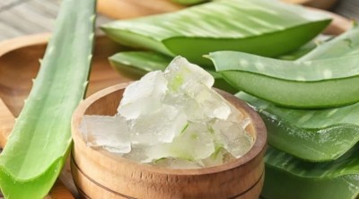 Winter Skincare Magic: Know the Harnessing Aloe Vera's Power for Radiant Skin