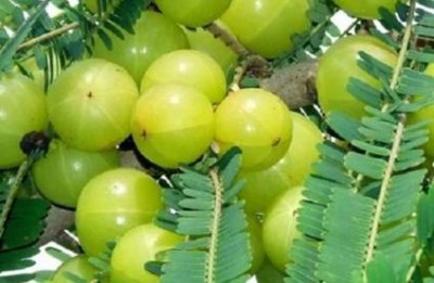 Why is Amla given the status of nectar? Know the classical form of Amla