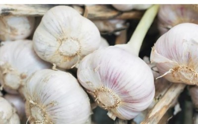 You get these 5 amazing benefits of eating roasted garlic, which you might not know about