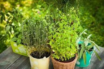 Plant herbal plants at home, there will be many benefits