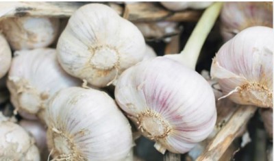 There are powerful benefits of eating roasted garlic