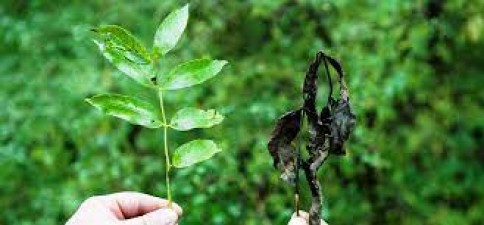 These leaves found in every street help in living longer by removing diseases