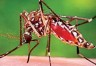 What is the dengue mosquito like and at what time of the day does it bite the most? Know this also
