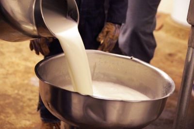 Consumption of raw milk is not good for health at all