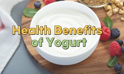 National Frozen Yogurt Day 2023: Health Benefits of Yogurt