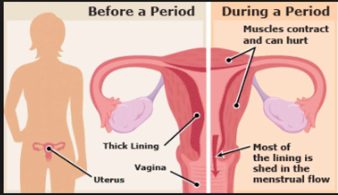 Que es la menstruación para niñas