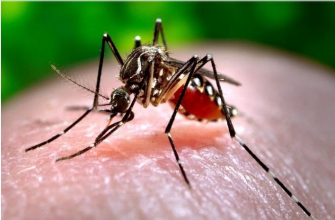 Dengue: Centre rushes high-level teams to 9 states, UTs to curb infection